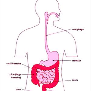 Irritable Bowel Disorder Foods To Eat - Treatments For Constipation With Irritable Bowel Syndrome